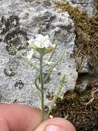 Image of Alpine Northern-Rockcress