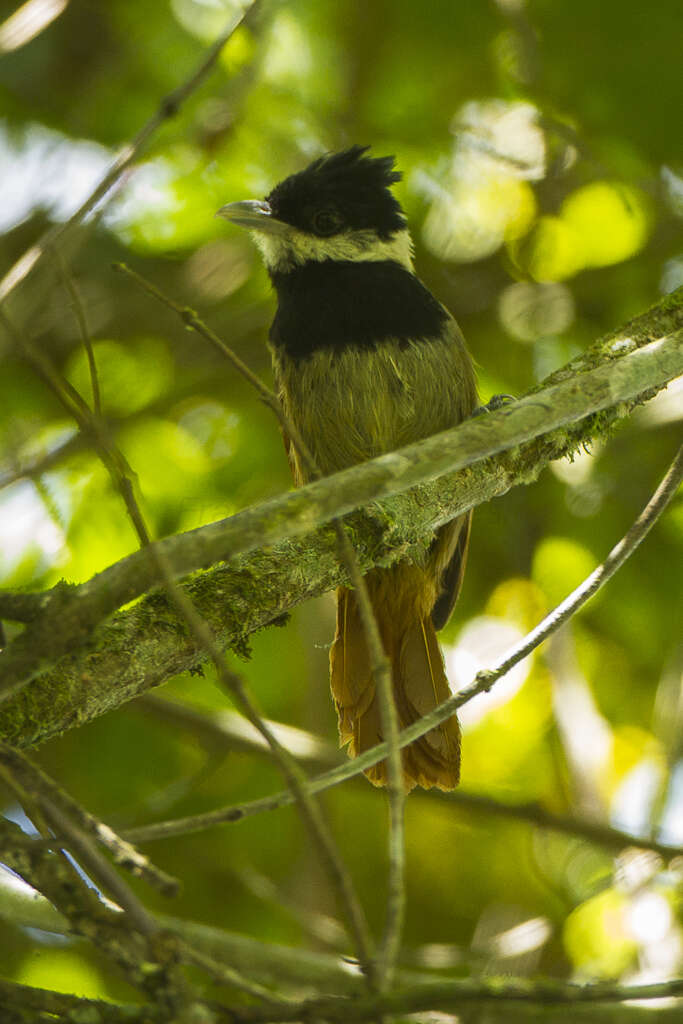 Image de Biatas Cabanis & Heine 1860