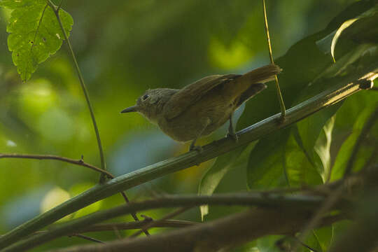 Image of Unicolored Antwren