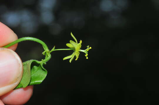 Imagem de Passiflora pallida L.