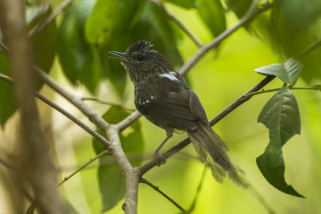 Image of Dusky-tailed Antbird