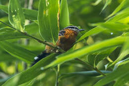 Image of Ferruginous Antbird