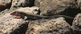 Image of Eastern Spotted Whiptail