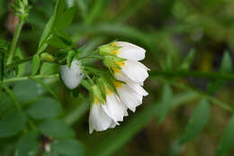 Image of royal Jacob's-ladder