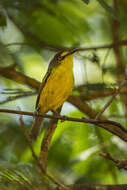 Image of Gray-headed Tody-Flycatcher