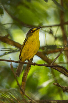 Image of Gray-headed Tody-Flycatcher