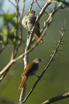 Image of Yellow-chinned Spinetail