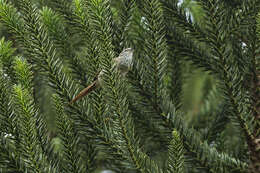 Image of Araucaria Tit-Spinetail