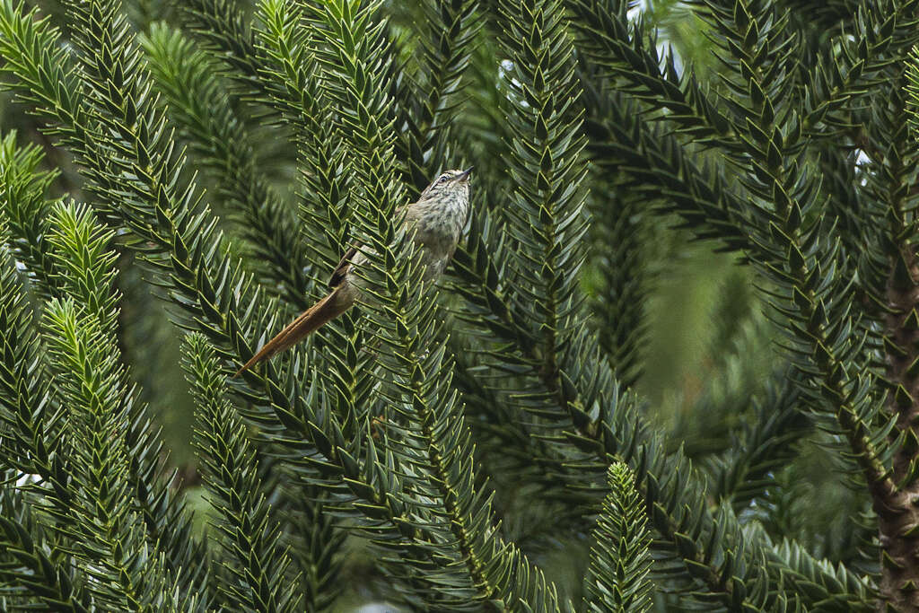 Image of Araucaria Tit-Spinetail