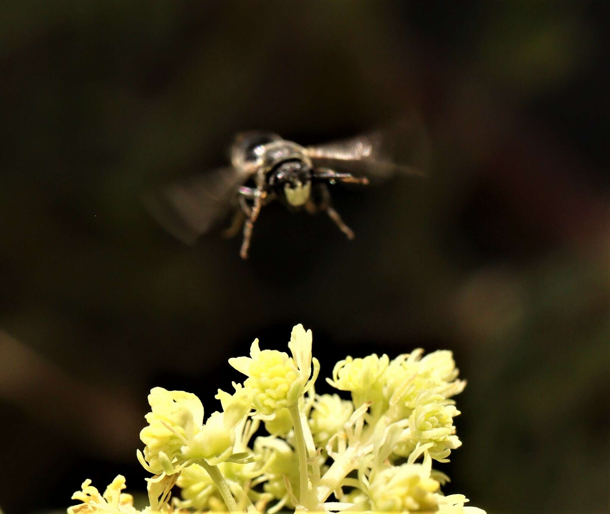 Hylaeus signatus (Panzer 1798) resmi