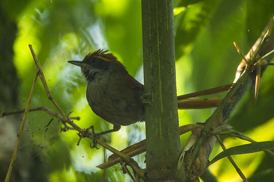 Image of Rufous-capped Spinetail