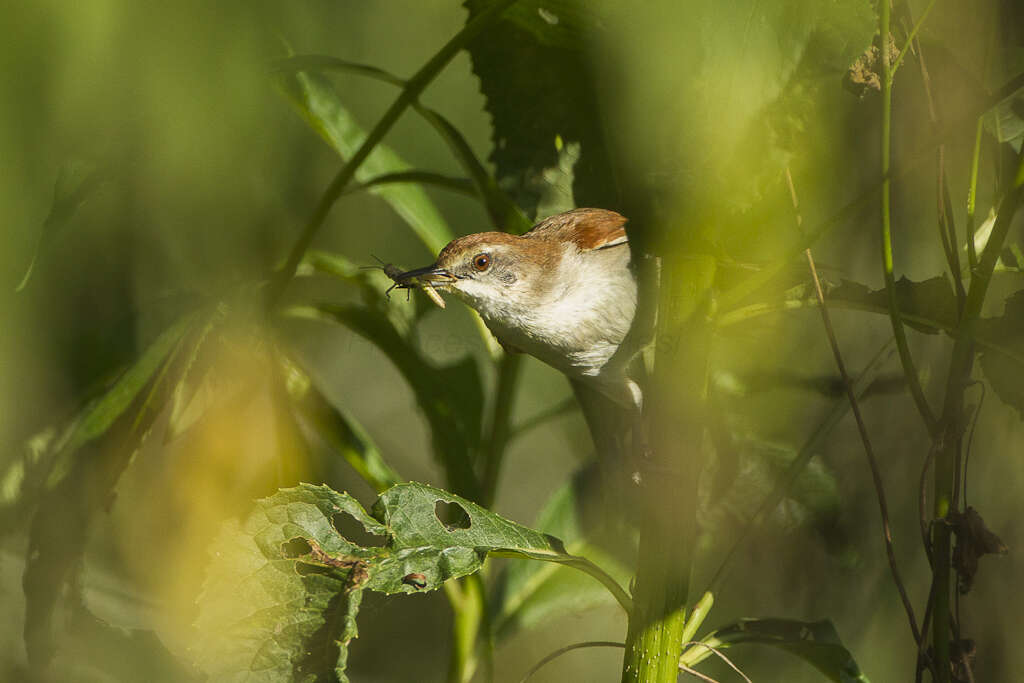 Image of Yellow-chinned Spinetail