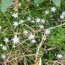 Stellaria longipes subsp. longipes resmi