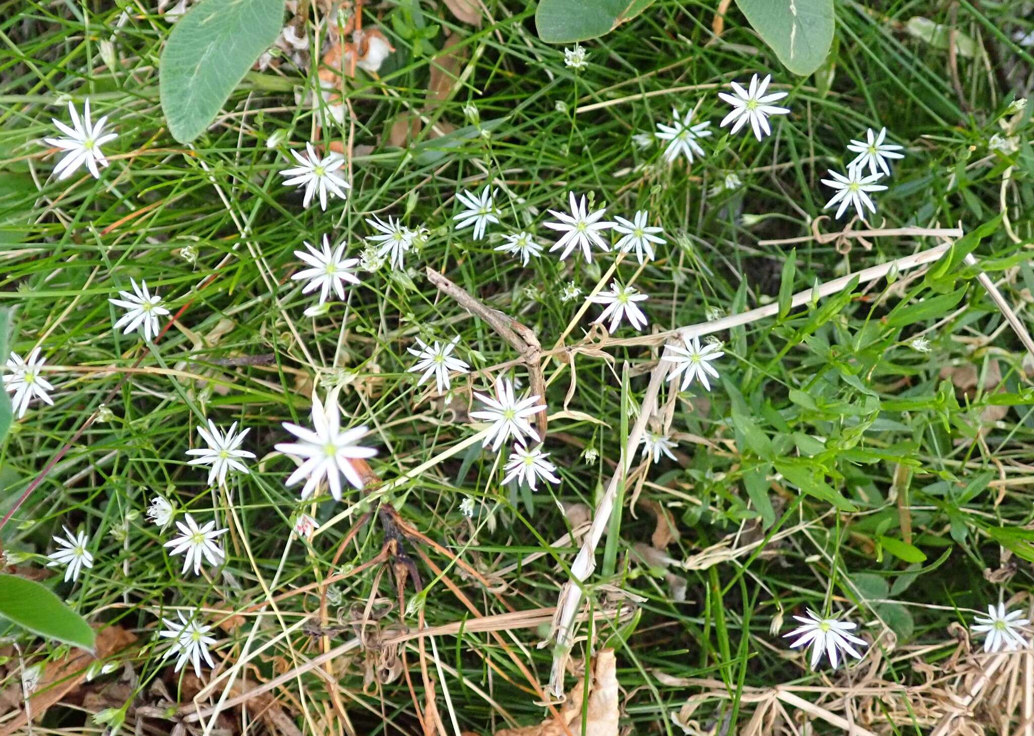 Stellaria longipes subsp. longipes resmi