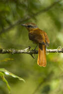 Image of Chestnut-crowned Becard