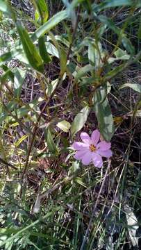 Image of garden cosmos