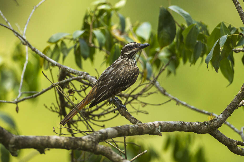 Imagem de Myiodynastes maculatus (Müller & Pls 1776)