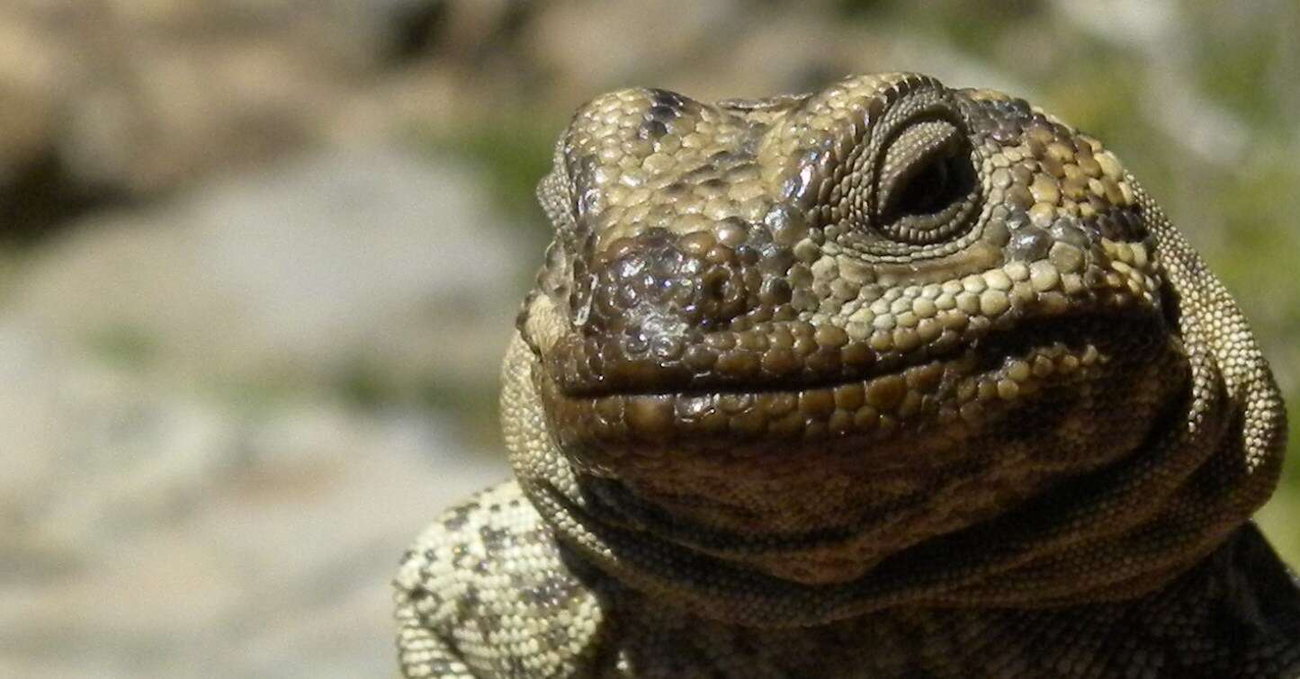 Image of Phymaturus maulense Nuñez, Veloso, Espejo, Veloso, Cortes & Araya 2010