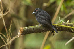 Image of Blue-billed Black Tyrant