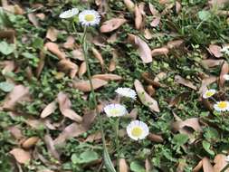 Image of Oak-Leaf Fleabane