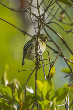 Image of Hangnest Tody-Tyrant