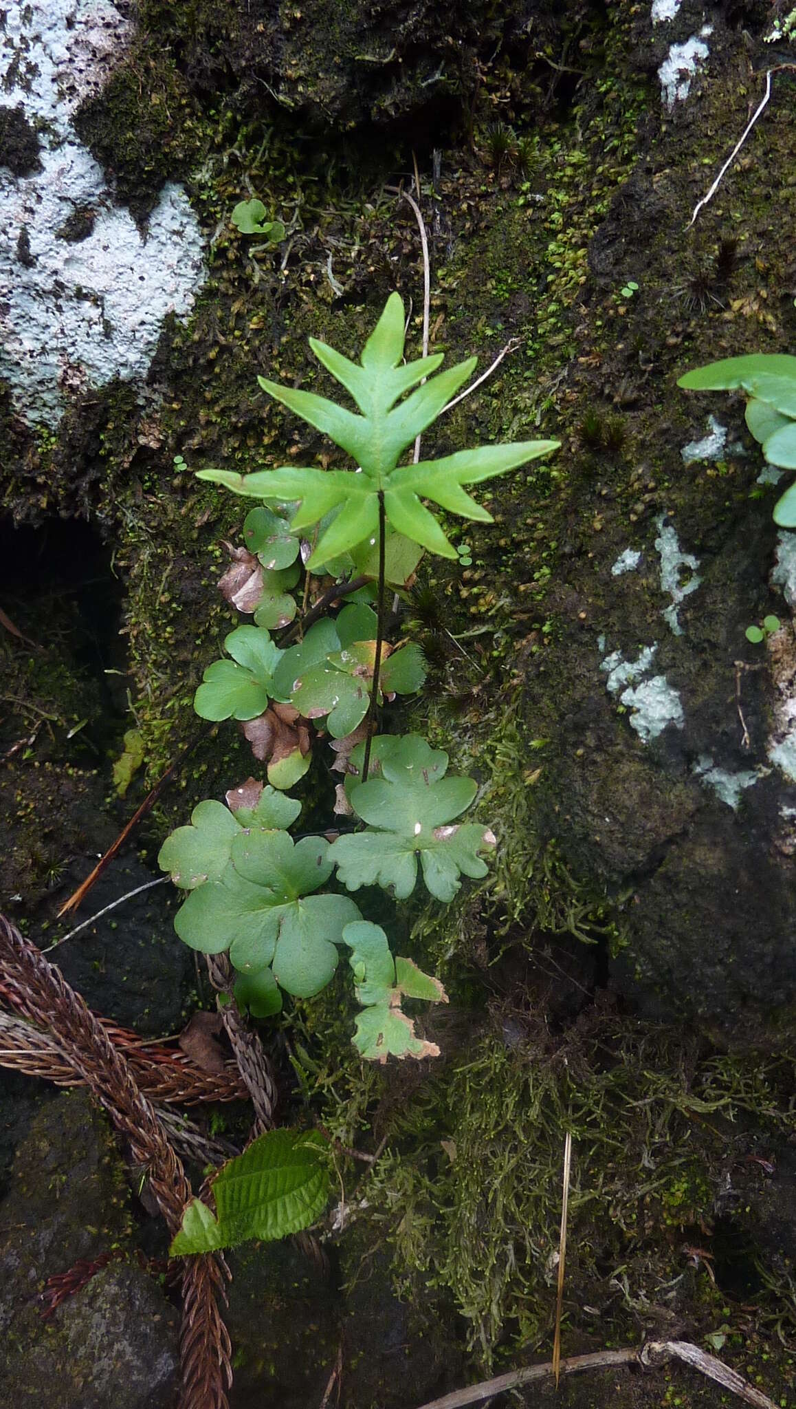 Image of Doryopteris pedatoides (Desv.) Kuhn