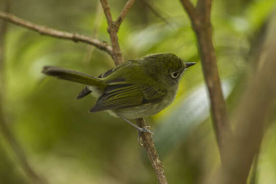 Phylloscartes difficilis (Ihering, H, Ihering & R 1907)的圖片