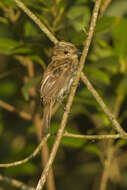 Imagem de Elaenia parvirostris Pelzeln 1868