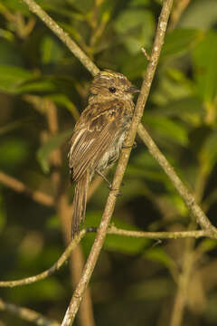 Image of Small-billed Elaenia