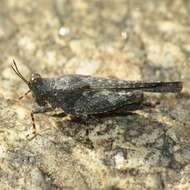 Image of Aztec Pygmy Grasshopper