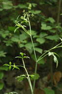 Слика од Dichoropetalum caucasicum (M. Bieb.) Soldano, Galasso & Banfi