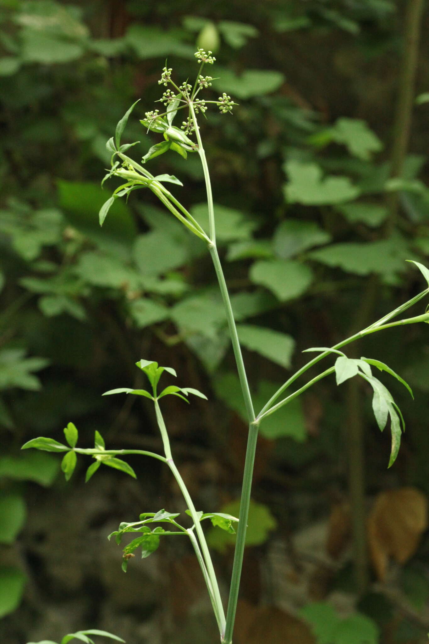 صورة Dichoropetalum caucasicum (M. Bieb.) Soldano, Galasso & Banfi