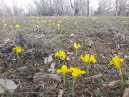 Iris danfordiae (Baker) Boiss.的图像