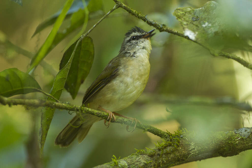 Image of Riverbank Warbler