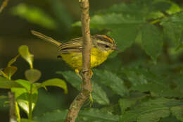 Basileuterus culicivorus (Deppe 1830) resmi