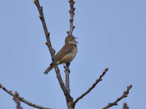 Image of Garden Warbler