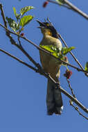 Donacobiidae resmi