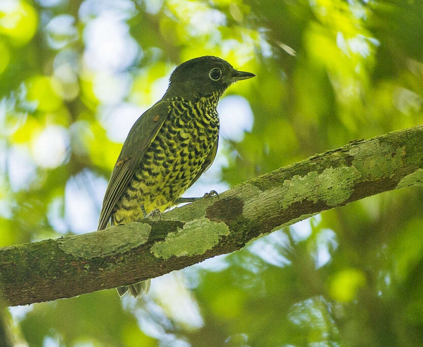 Image of Laniisoma Swainson 1832