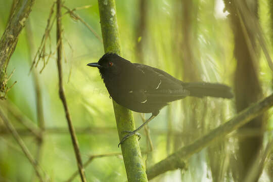 Image of White-shouldered Fire-eye