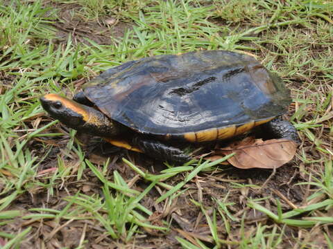 Image of Platemys