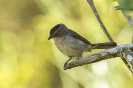 Image of Grey Pileated Finch