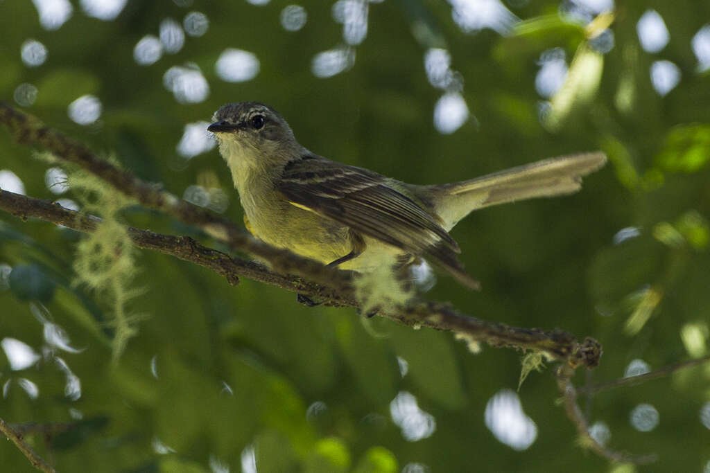 Plancia ëd Phyllomyias fasciatus (Thunberg 1822)