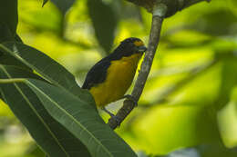 Euphonia violacea (Linnaeus 1758)的圖片