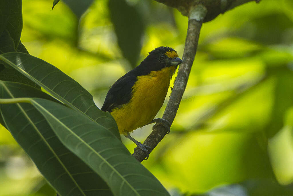 Euphonia violacea (Linnaeus 1758)的圖片