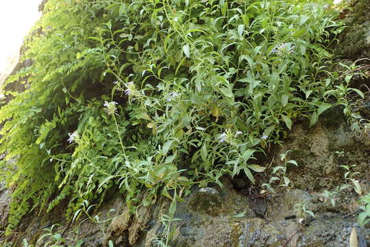 Image of Dunn's lobelia