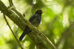 Plancia ëd Turdus flavipes Vieillot 1818