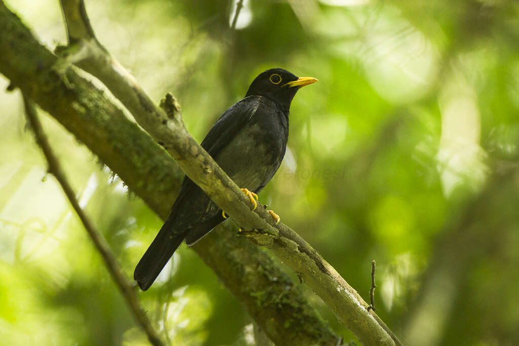 Plancia ëd Turdus flavipes Vieillot 1818