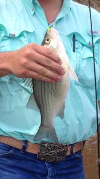 Image of White Bass