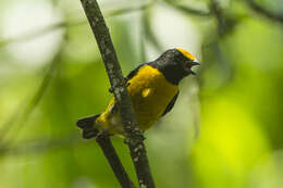 Image of Orange-bellied Euphonia