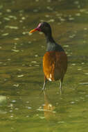 Image of Wattled Jacana